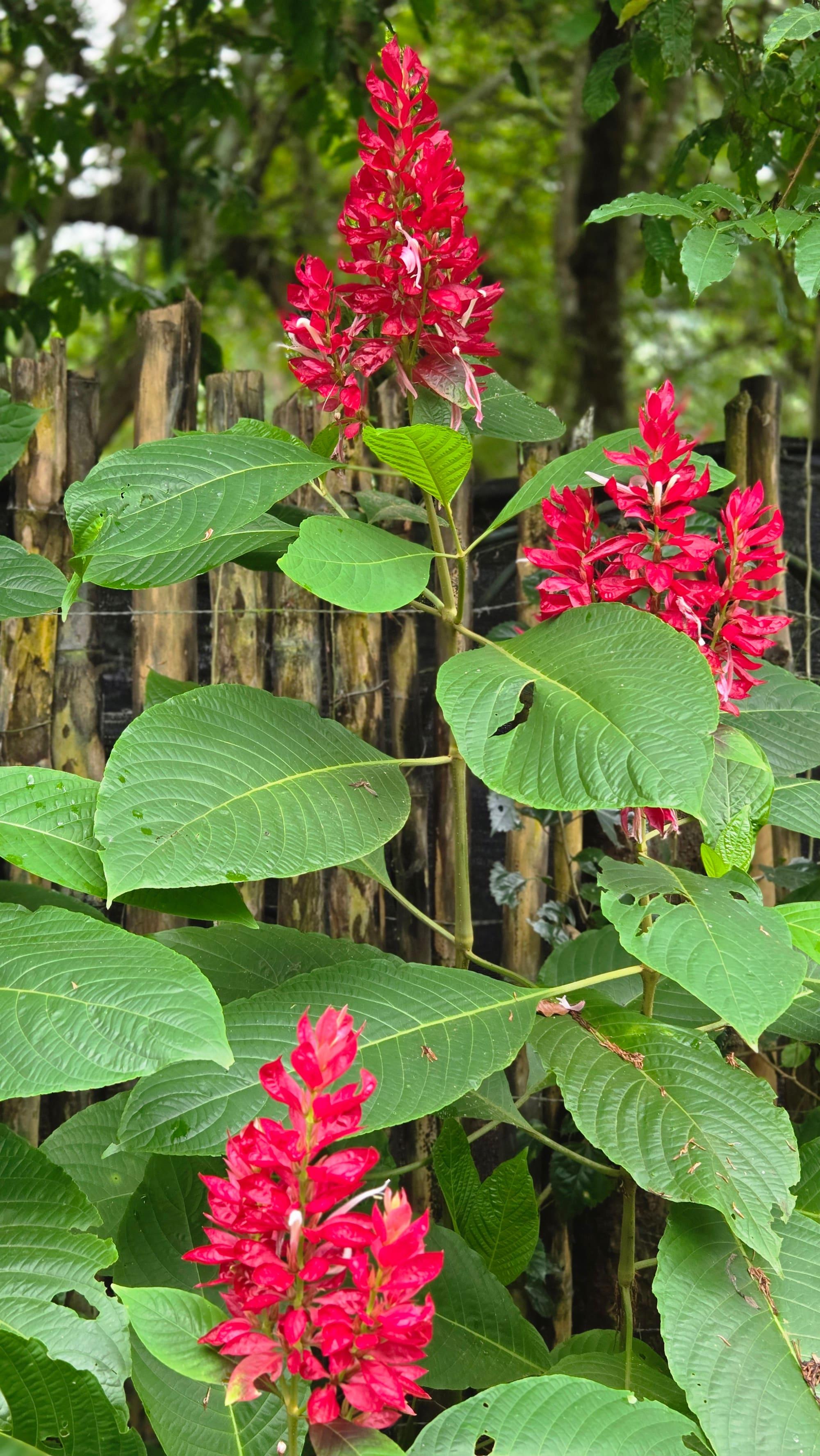 Flores del bosque húmedo tropical dentro de la finca